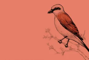 Aves Migratorias