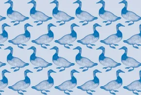 Aves Migratorias